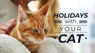 Funny animals - Funny cats / dogs - Funny animal videos