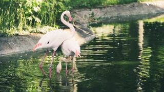 Flamingo couple swim in stream, beautiful scene