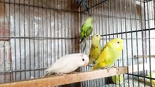 Australian parrot in Pakistan