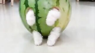 Cute and funny pomeranian  02