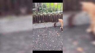 funny pet videos | Dogs Funny animals | funny cats and dogs???? #wowcatsdogsfunny