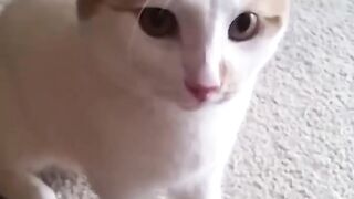 The FUNNIEST Animals Being Absolute Jerks! shorts
