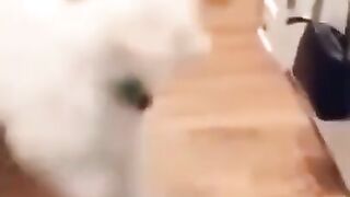 Funny cat vs dog fighting ????