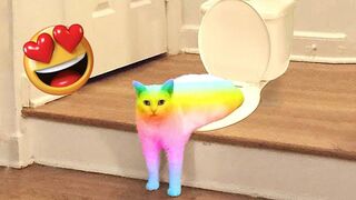 Try Not To Laugh - Funniest Cats and Dogs Part 4