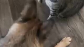 Dog vs cat funny fight compilation #dog vs cat #funnyvideo