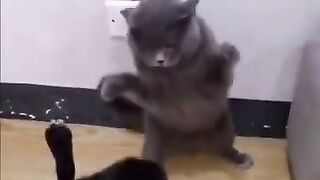 Funny cat vs dog fight/ angry cats sometimes cat but most of the time you'r wife✌????????