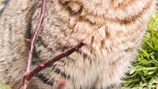 Cute_Cat_Video,_4k_Cat_Short_Video