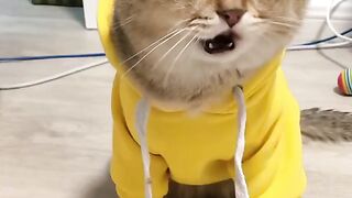 Cute cate singing ????????????