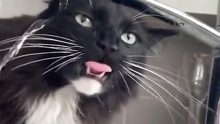 Cat funny