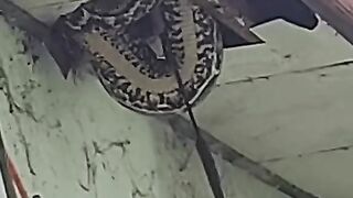 Big snake