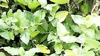 পাথর চুনাপাতা