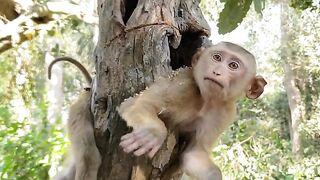 Spotted a very pity tree-rat really in danger now #Poorlittlemonkey