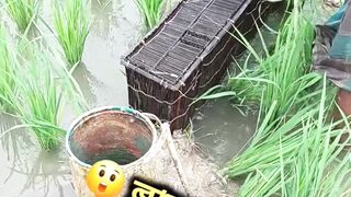 This Fishing? Big Red fish Carp eel videos Mudfish Cooking