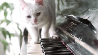 A Cat Walking Over The Piano