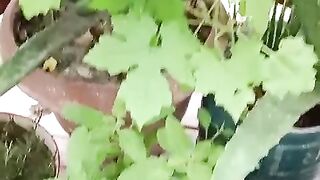 আমার বেলকনি  বাগান ????