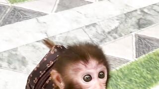 adorable monkey