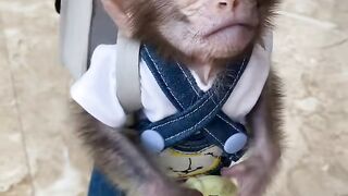 adorable monkey 2
