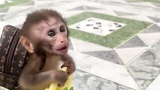 the monkey wants to go for a walk