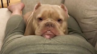 the dog hears the sound of farting