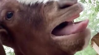 funny goat 2