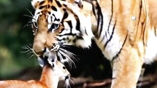 Tiger Catching Deer Friendly
