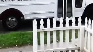 Dogs Taking The Bus To Doggie Daycare