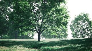 Tree vedio