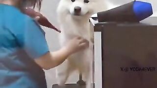 Dog is happy when sees its human