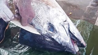 Fastest cutting speed！Giant Bluefin Tuna Cut in 5 minutes
