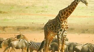 Jungle animals 2
