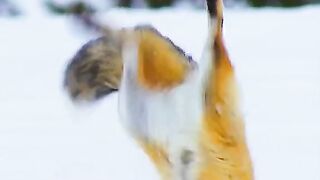 Animal attack ????