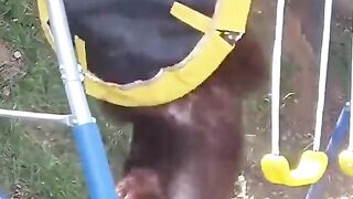 Funny Bear ????