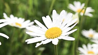 Natural beuty 3