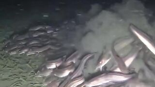 Catch pan koi fish, arind cap fish, red fish etc. for field trips