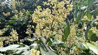 আমাদের গাছের লিচু ফুল