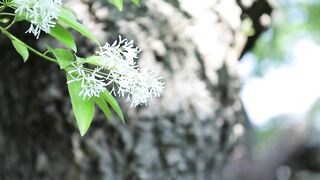 Natural beuty 4