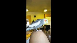 Parrot Dance Video
