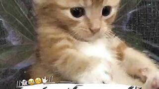 Beautiful cate 2