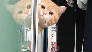 cat showing its face