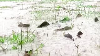 Catching fish from the pond in the rain with cauliflower