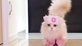 cute cat videos //Maine Tera Naam Nasha Rakha //so pretty //so nice cat //cat singing song