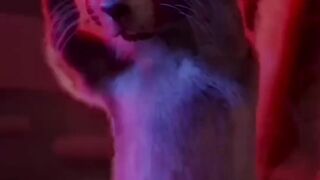 Cat dance cartoons animation