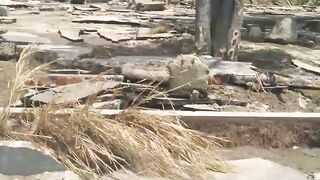 setelah bencana tsunami