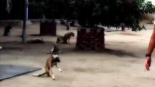 Dog lover ???????? real happiness ???? #febspot