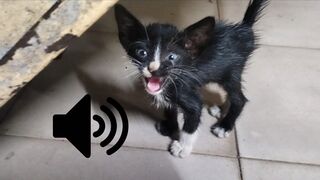 Baby Cat crying her mother - Cat video - Cat Sound