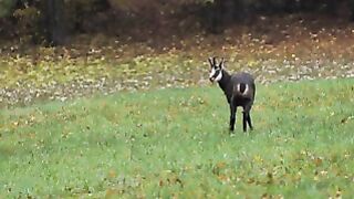 A reindeer in the steppe20240806