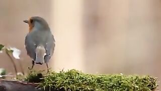 birdie20240806