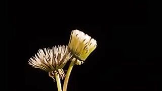 dandelion in bloom20240806