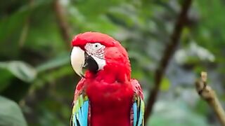 macaw20240806