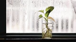 Rainy day windows20240806